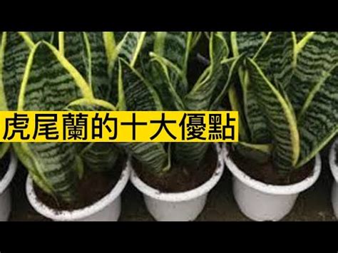 虎皮蘭開花風水|虎尾蘭風水禁忌：從風水學角度告訴你，為什麼這些地。